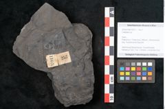 Foto (Objekt + Etikett) von Callipteris sp.  (NHMW-GEO-2024-0188-10911)